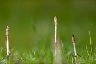 Close-up of stalks in field