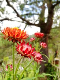 Close-up of red flowers on tree