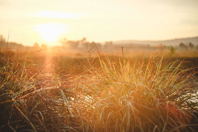 High angle view of grass on field against sky