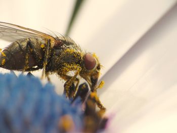 Close-up of bee