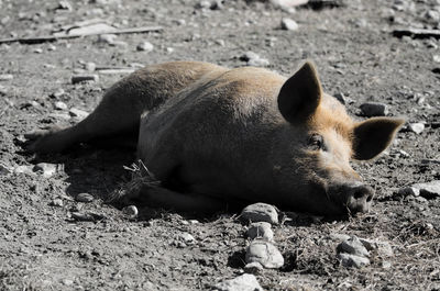 Wild boar lying on ground