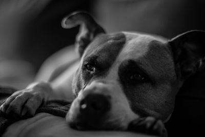 Close-up portrait of a dog resting