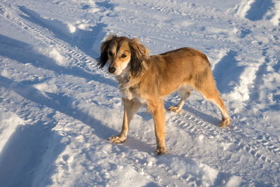 A small ginger dog with big ears stands on a snowy surface on a sunny winter day.