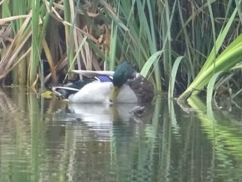 Duck swimming in lake