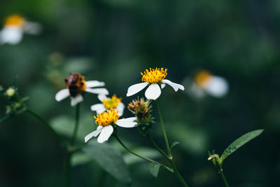 Close-up of yellow flowering plant