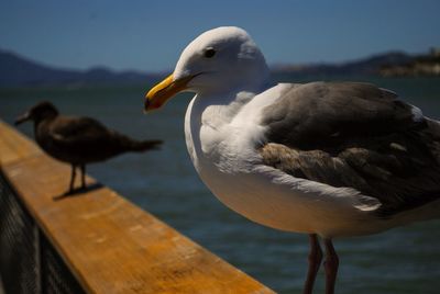 Close-up of bird