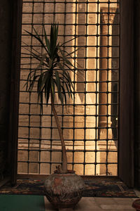 Close-up of illuminated plant in house