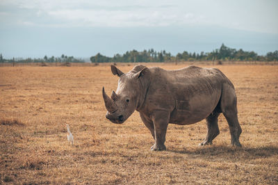 Rhino standing at field