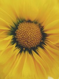 Macro shot of daisy flower