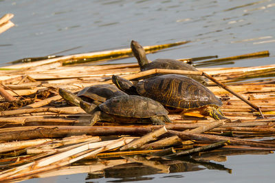 High angle view of shells in lake