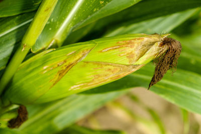 Close-up of insect on plant