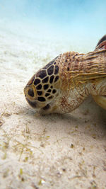 Close-up of turtle in sea