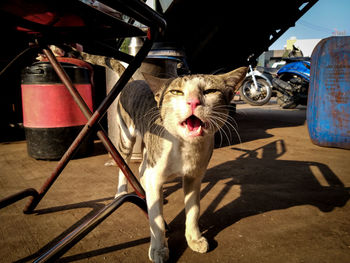 Cat sitting in a car