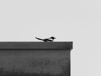 Low angle view of bird perching on built structure against clear sky