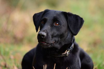 Close-up of black dog