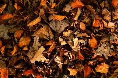 leaf