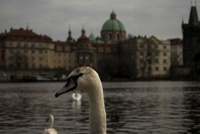 Swan in a river