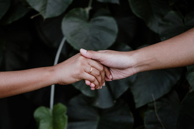 Close-up of couple hands on plant