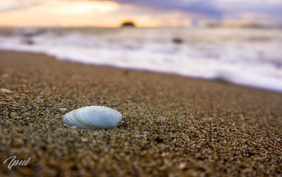 Close-up of seashell on beach
