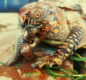 Close-up of snake eating