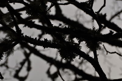 Low angle view of tree against sky