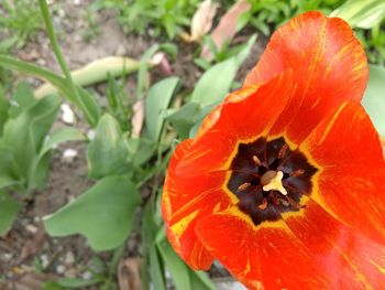 Close-up of red flower