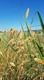 Close-up of grass growing on field against clear sky