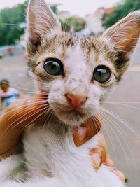 Close-up portrait of a cat