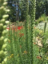 Close-up of fern flowers in garden