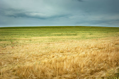 Huge field with yellow-green barley, horizon and cloudy sky