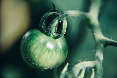 Close-up of fruits growing on tree