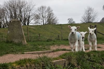 Spring lambs loving new life in spring at avebury