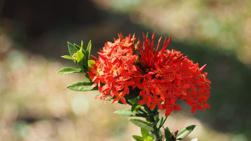 Close-up of red flowering plant