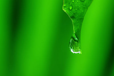 Close-up of water drop on leaf