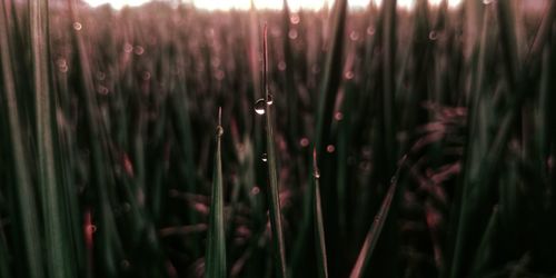 Close-up of wet plants on field