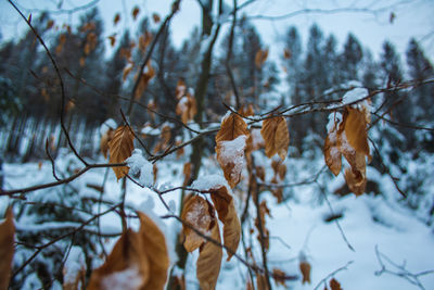 Close-up of dry leaves on snow covered land