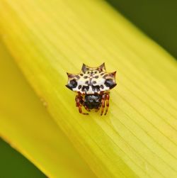 Close-up of spiny back orb weaver spider on yellow leaf