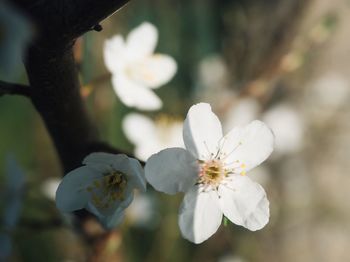 Close-up of white cherry blossom