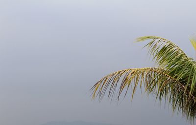 Low angle view of fresh green against clear sky