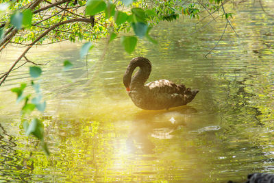 Swan swimming in lake