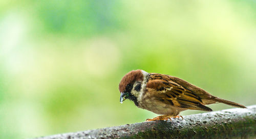 Close-up of bird perching on leaf