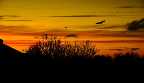 Silhouette of trees at sunset