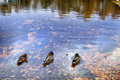 High angle view of ducks swimming on lake