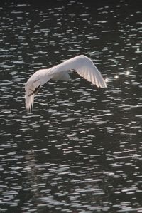 Close-up of swan flying over lake