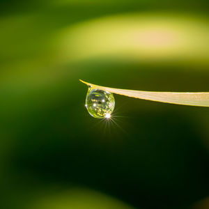 Close-up of water drops on plant