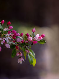 Close-up of pink cherry blossoms