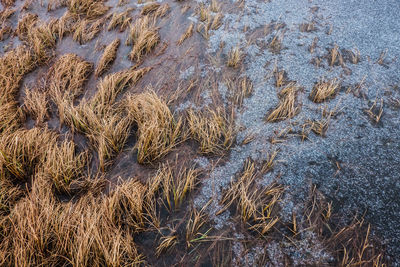 High angle view of plants growing on field