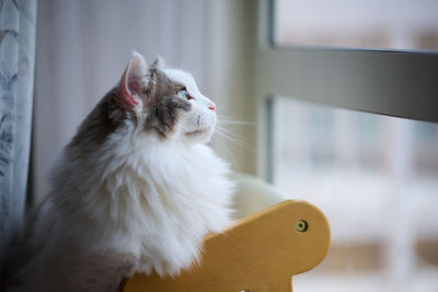 White cat sitting on chair looking out of the window