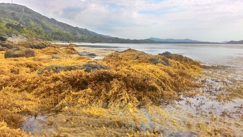 Seaweed growing at beach against sky