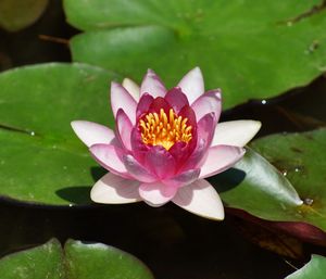 Close-up of lotus water lily in pond